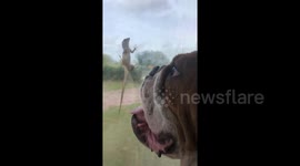 Bulldog attacks lizard through glass door