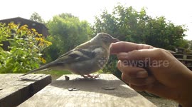 Saving a bird from dehydration by giving it a drink.