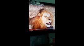 Cat family curiosity