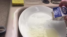 The Milk Turned into cheese inside the box 