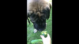 Enjoy Hank noming on some zucchini!