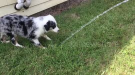 Sid Vicious wants to play