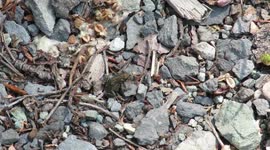 Western Toad migration in Whistler