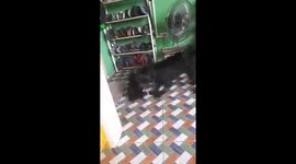 Don't mess with the Shih Tzu