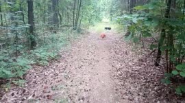 Amstaff tire towing sprint