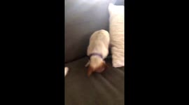 MY DOG HAS THE CUTEST SNEEZE https://t.co/P7Vd9OOEW8