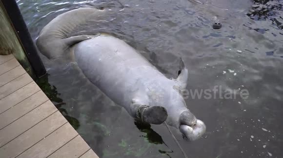 Heartbreaking footage reveals marine life killed by Florida's toxic ...