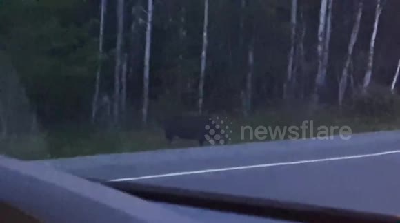 Woman sees mysterious ‘Gollum-like’ creature in Canadian woods