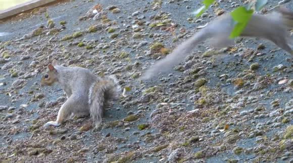 Young squirrels play mating on shed roof