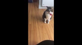 Chat qui fais des tours