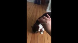 Chat qui fais des tours