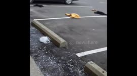 Fight at red roof inn