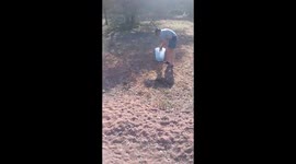 2m Southern African Python released