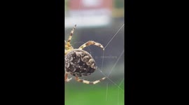 Join Spider her in Webb for lunch