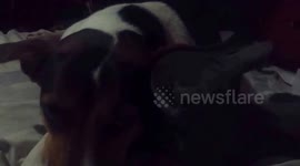 Susy (Doc)and Myyshuuu (Cat) friendly figth