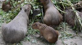 Capybara Eating Grasses