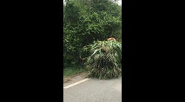 Dog travelling 'first class' sitting on pile of leaves on motorcycle