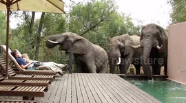 Tourists freeze by pool as wild elephants drop in for a drink