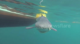 Blue shark bumps and bites swimmer off Cornwall, UK