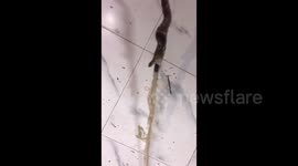 Shocking moment Indian cobra regurgitates plastic