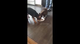 Cat & Dog Shares A Plate