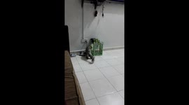 Hunting for a frienly fish