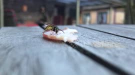Wasp cutting flesh