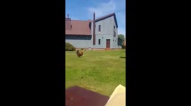 playing with rooster