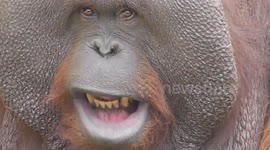 Curious orangutan enjoys homemade chewing gum