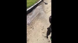 Dog attacks water hose