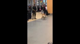 army dog chasing tail