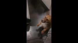 Dog loves the hairdryer!