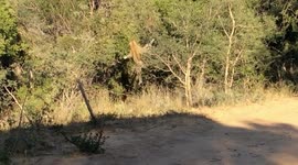 Watch a leopard leap high into the air during epic bird-hunting fail
