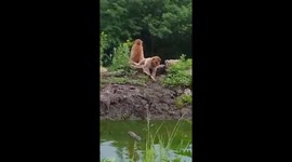 Monkey thieves! Monkey steals a map!