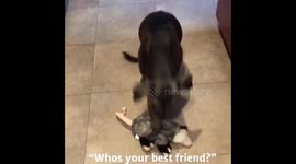 Dunkin the charcoal lab chooses best friend over food