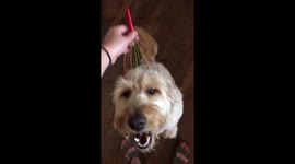 Goldendoodle enjoying a head massage https://t.co/citUzQqcuA