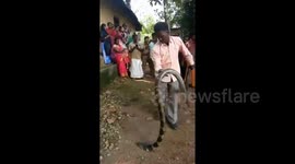 Scary moment king cobra comes face-to-face with handler