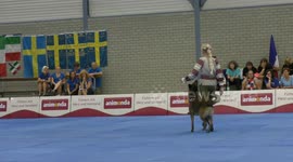 Malinois twists and jumps at Dog Dance World Championships