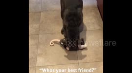 Dunkin the charcoal lab chooses best friend over food