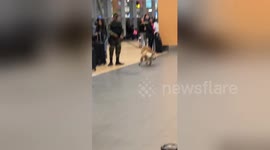 Army dog catches his toughest 'suspect', his own tail