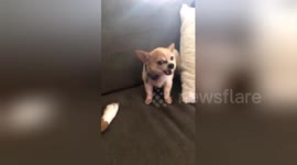 This puppy has the most adorable sneeze
