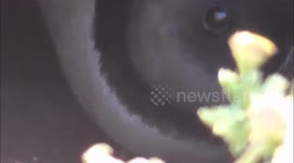Puffling on Skomer 2018
