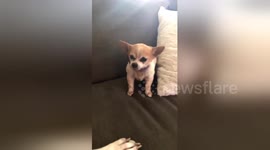 This puppy has the most adorable sneeze