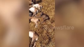 Shocking video shows 15 deer slaughtered by poachers