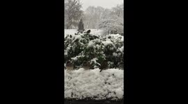 Sparrows snow storm. Central park nyc