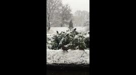 Sparrows snow storm. Central park nyc