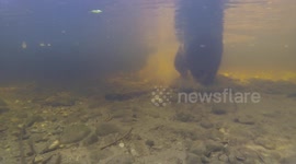 What it is like swimming with a Grizzly Bear (no watermark)