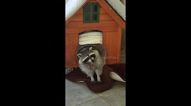 Wait until the end to see how gigantic this raccoon really is