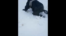 Saving sheep buried in snow drift. The beast from the east, Storm Emma 2018