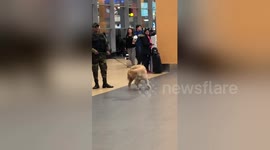 Army dog catches his toughest 'suspect', his own tail